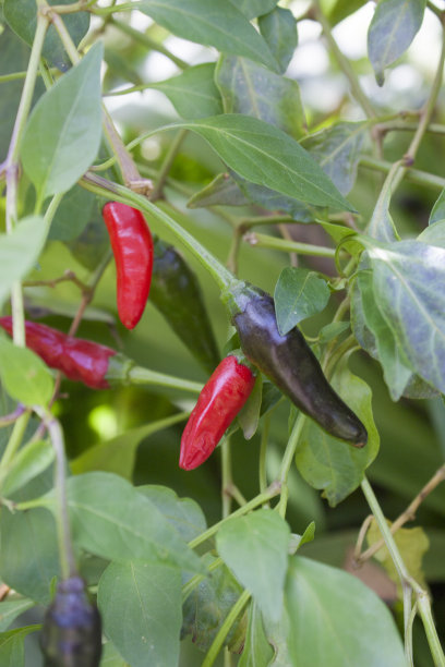 红辣椒的生长图片下载
