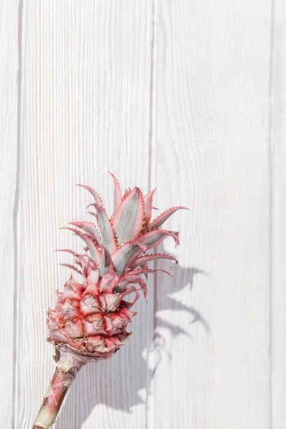 矮，白色木桌上的装饰性的粉红色菠萝花。一种外来植物俯视图。图片下载