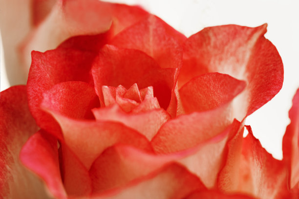 粉红的玫瑰花近了。自然花卉背景从花瓣。微距摄影。图片下载