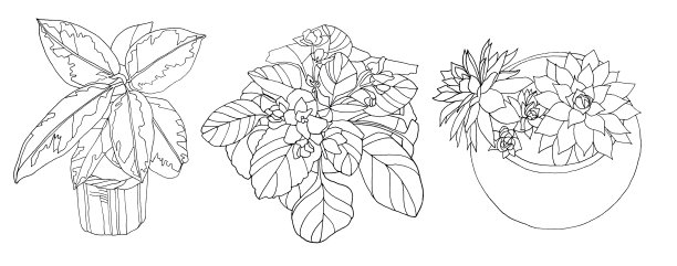 黑色线条艺术榕树，肉质木槿，盆栽植物中的紫罗兰，叶子孤立在白色背景上。艺术创作对象的着色书图片下载