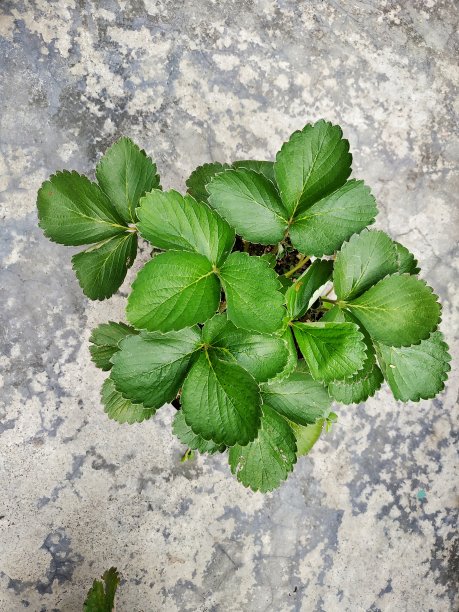 草莓树的绿叶图片下载