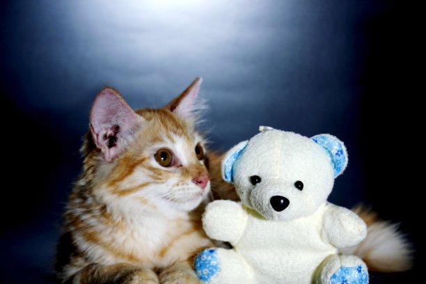 这只家猫叫博比图片下载