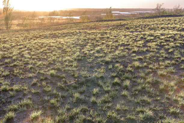 背景图片的草地在秋天的日落在田野。图片下载
