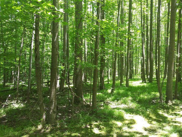 夏季森林视图图片下载