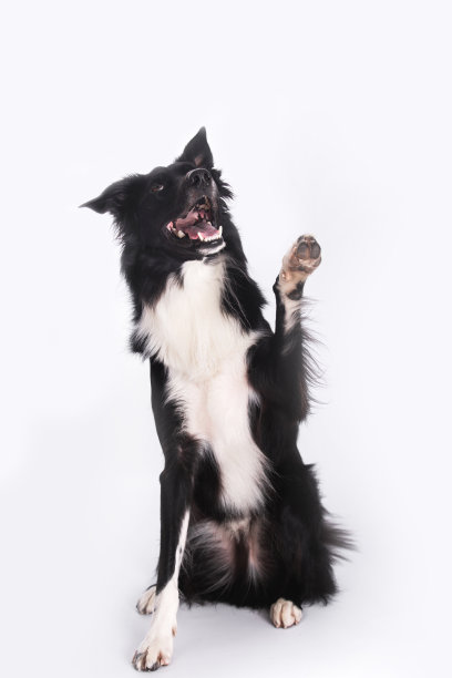 近距离的肖像，一个可爱的纯种边境牧羊犬看一边举起他的一个前爪孤立的灰色墙壁背景与复制空间。滑稽的小狗露出舌头，嘴巴张着。图片下载