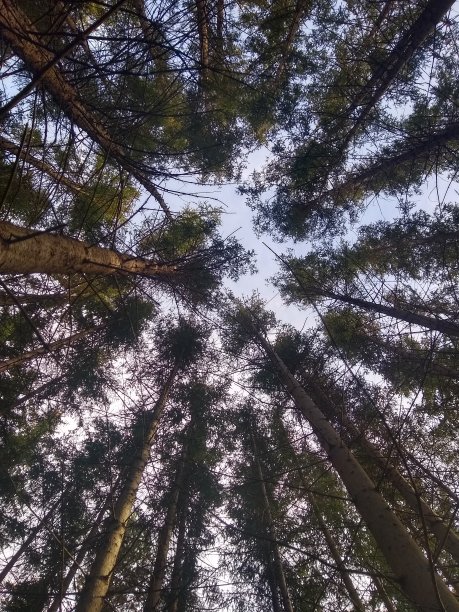 看天空与针叶树图片下载