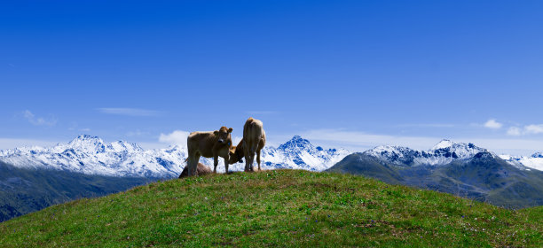 高山奶牛和雄伟的山脉图片下载