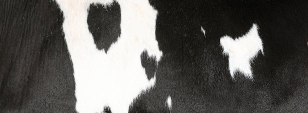 部分黑白斑点牛皮的特写图片下载