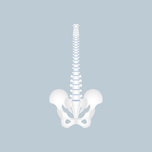 人体脊柱、脊髓、胸、颈、腰、骨盆骨、内脏器官、身体部位的骨科保健图片下载