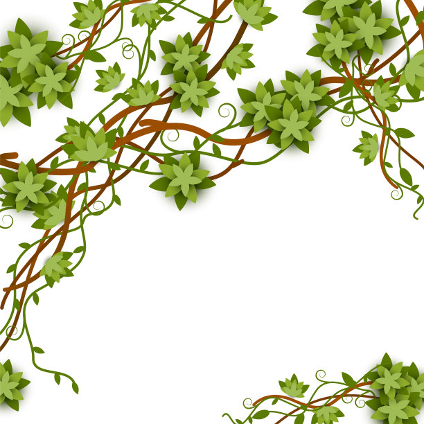 扭曲的野生热带丛林藤本植物的树枝图片下载