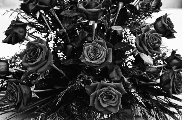 中心培训的玫瑰图片下载