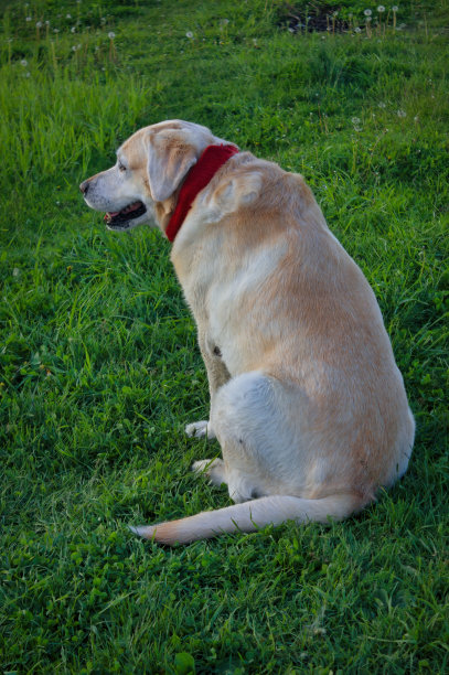 金色拉布拉多寻回犬漫步在绿色草坪上的树林里。图片下载