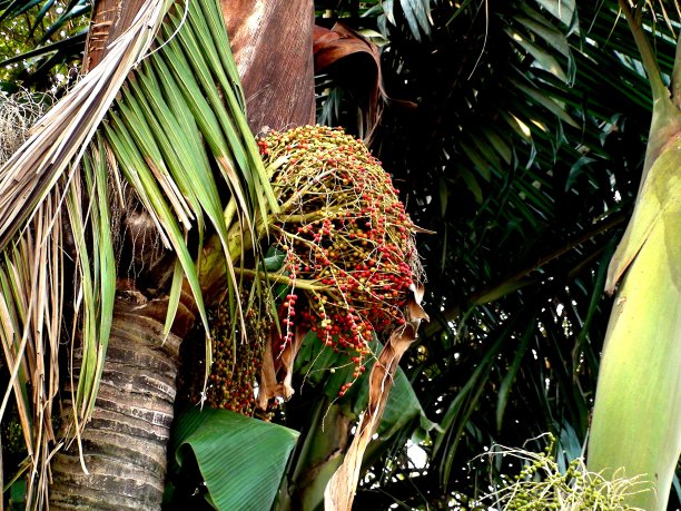 果(串)棕榈树图片下载