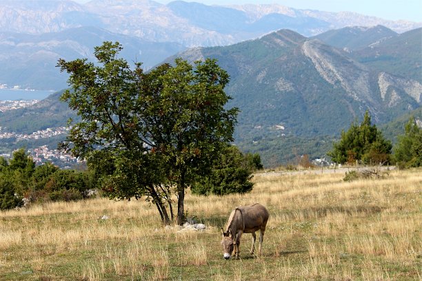 在洛芬山的意外相遇图片下载