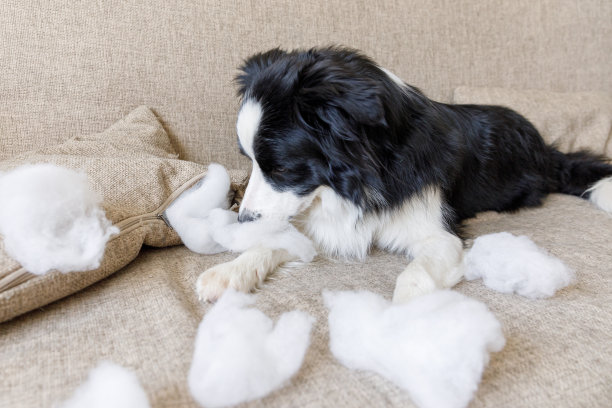 顽皮顽皮的小狗边境牧羊犬恶作剧后咬枕头躺在家里的沙发上。内疚的狗，破坏了客厅。破坏凌乱的家和小狗与有趣的内疚的样子图片下载