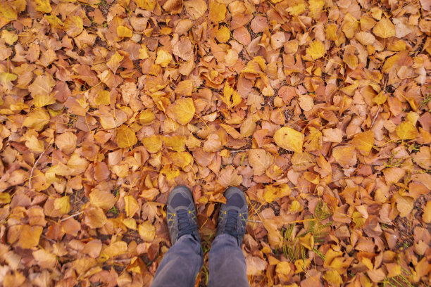 高角度观看鞋子上的秋叶图片下载
