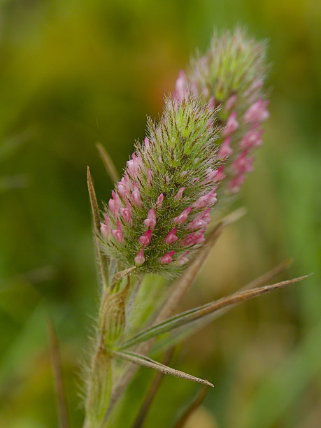 窄叶三叶草的两个穗状花序图片下载
