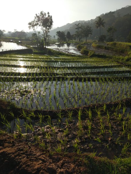 早上稻田的照片图片下载