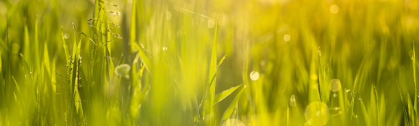 草的茎上有水滴图片下载