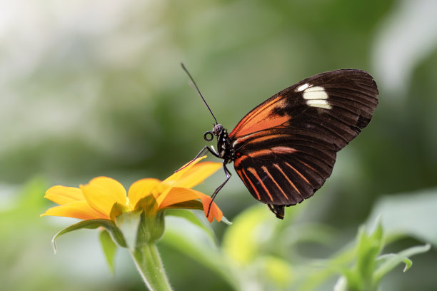 美丽的邮差蝴蝶(Heliconius melpomene)在橙花上。素材图片