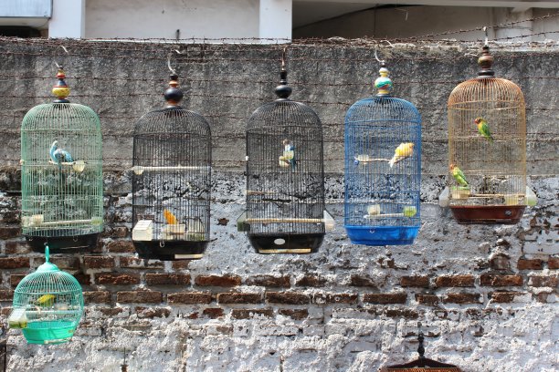 彩色鸟笼和爱鸟悬挂图片下载