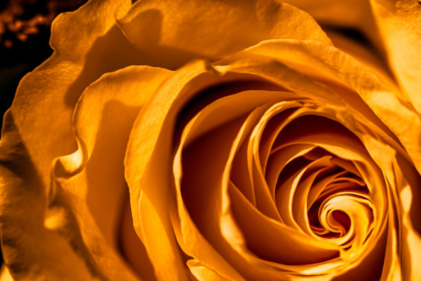 植物学概念，邀请卡-软焦点，抽象花卉背景，金色玫瑰花。宏图花卉背景假日品牌设计图片下载