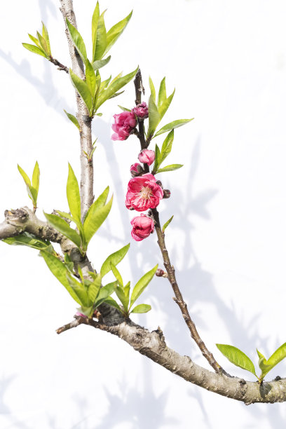 桃花花孤立在白色图片下载