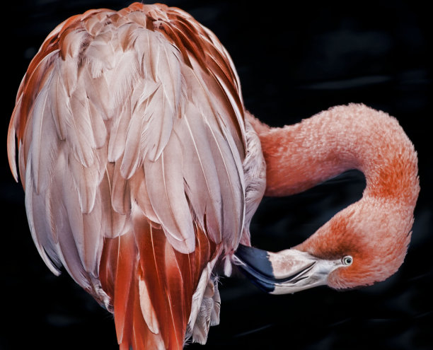 美洲或加勒比火烈鸟，凤凰鸟，靠近图片下载