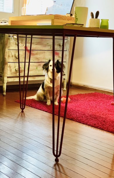 狗的办公室图片下载