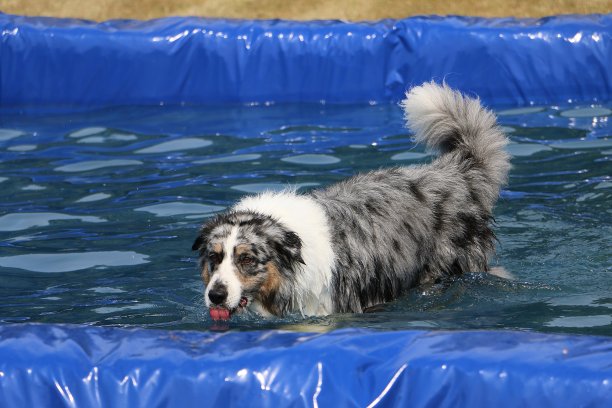 美丽的蓝色澳洲山鸟牧羊正站在池塘里喝水图片下载