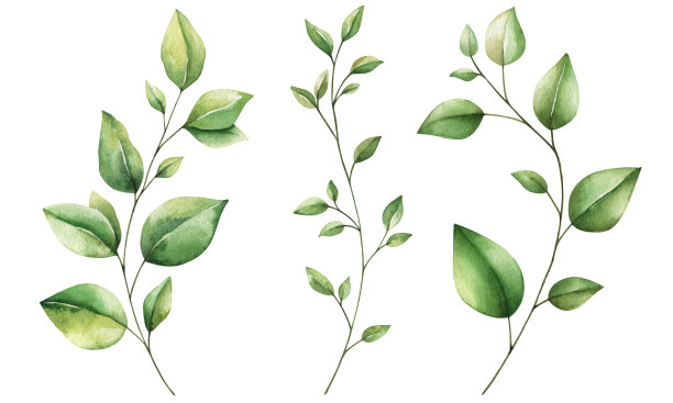 画一组水彩树叶、树叶和树枝。手绘花卉设计元素孤立在白色的图案，月桂，框架，组成。图片下载