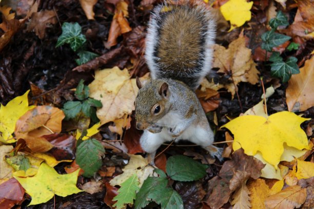 松鼠图片下载