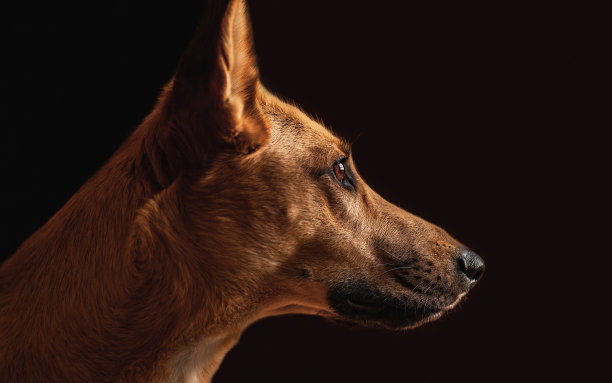 狗看日落图片下载