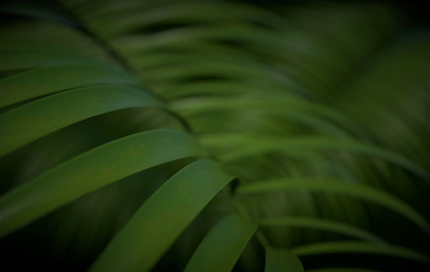 热带棕榈叶背景。夏季热带叶。异国情调的夏威夷丛林，夏季派对设计时髦的海报，传单，横幅，卡片，封面，小册子。图片下载