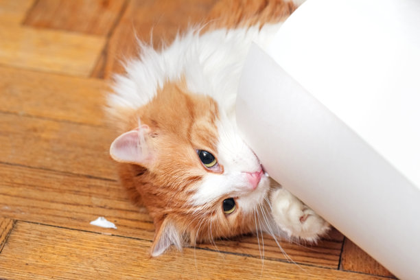 红猫啃着地板上的一卷白纸图片下载