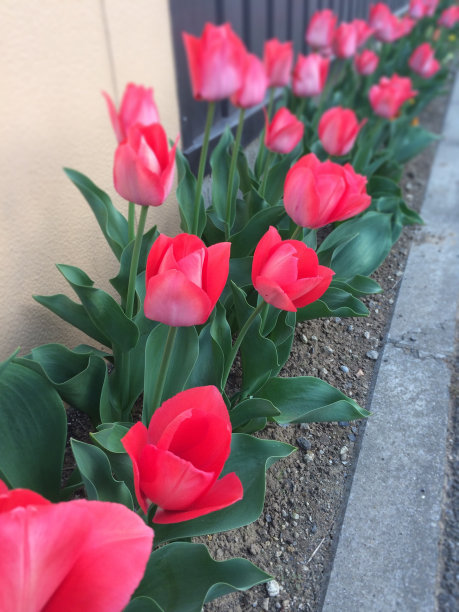 粉色郁金香图片下载