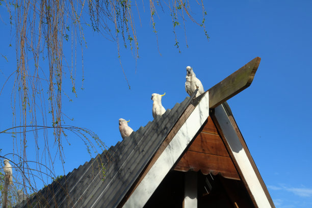 屋顶上的凤头鹦鹉，澳大利亚图片下载