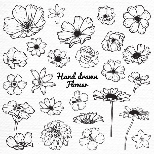 花卉手绘草图图片下载