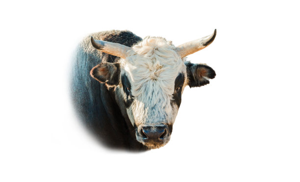 公牛符号的2021年孤立在白色图片下载