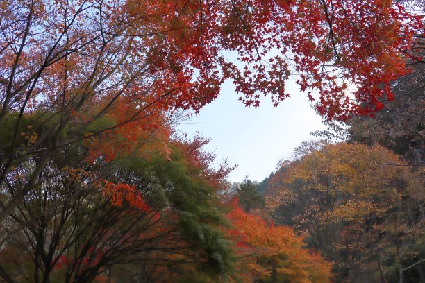 冬和温泉附近的秋叶。爱媛县今仓市图片下载