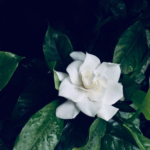 美丽的白玫瑰图片下载