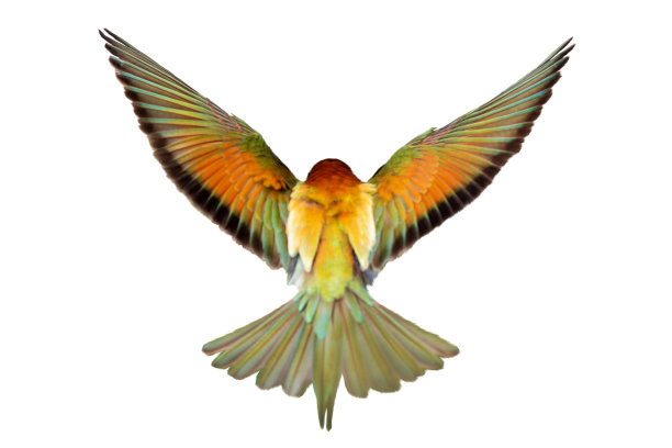 彩色的鸟在白色的背景上展翅飞翔图片下载