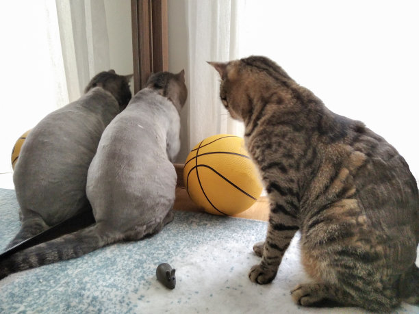 两只可爱的猫在地板上找他们的玩具和老鼠图片下载