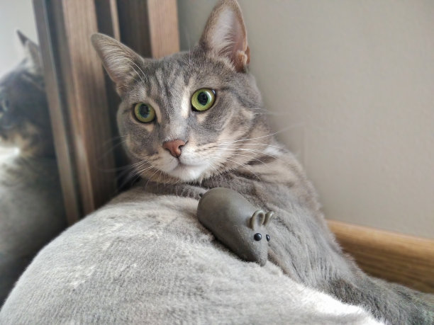 可爱的灰猫和玩具老鼠在一起图片下载