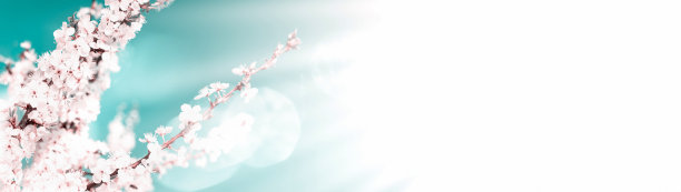 横幅用拷贝空间春天的背景开花的树枝图片下载
