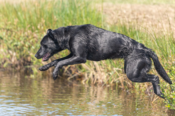黑色拉布拉多图片下载