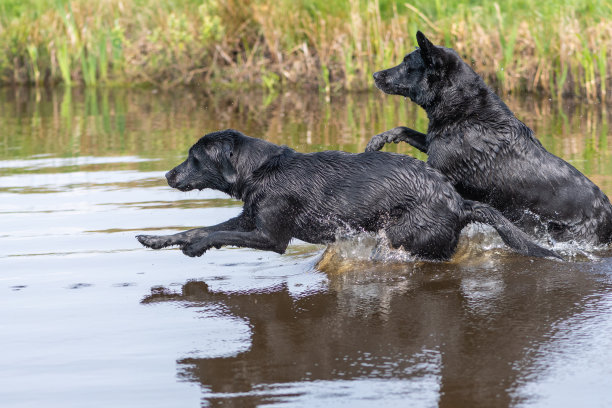 黑色拉布拉多图片下载