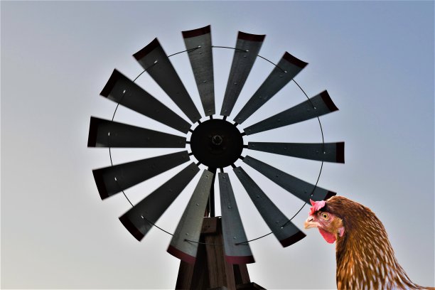 0358 泰蒂母鸡图片下载