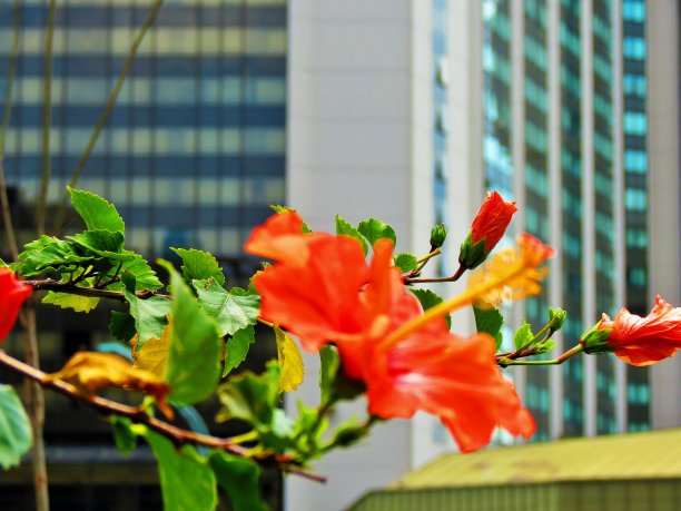 花树和建筑物在波多黎各马德罗区在布宜诺斯艾利斯市。图片下载