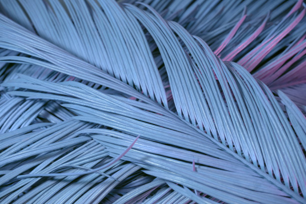 近距离观察霓虹灯下美丽的棕榈叶。简约复古风格的概念。背景图案纹理设计。图片下载